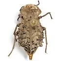 Pelecyphorus contortus