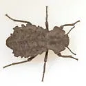 Pelecyphorus contortus - photo 3