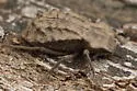 Pelecyphorus contortus - photo 4