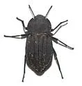 Pelecyphorus liratus - photo 2