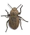 Pelecyphorus liratus - photo 3