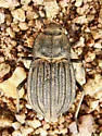 Pelecyphorus liratus - photo 4