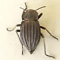 Pelecyphorus liratus - photo 5