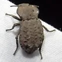 Pelecyphorus regularis - Pelecyphorus regularis
