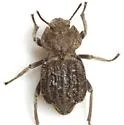 Pelecyphorus texanus