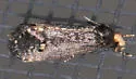 Pelecystola nearctica - Hodges#0434.1