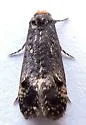 Pelecystola nearctica - Hodges#0434.1 - photo 3