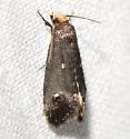 Pelecystola nearctica - Hodges#0434.1 - photo 4