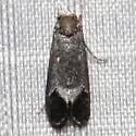 Pelecystola nearctica - Hodges#0434.1 - photo 5