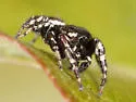 Pelegrina aeneola
