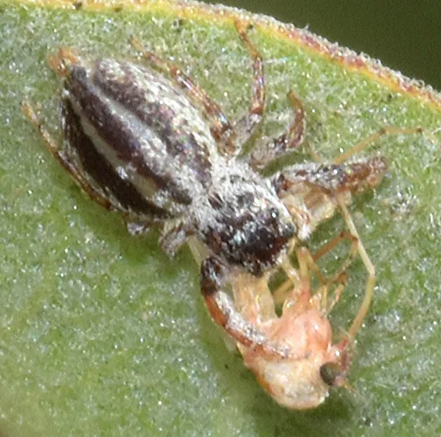 Pelegrina arizonensis - photo 2