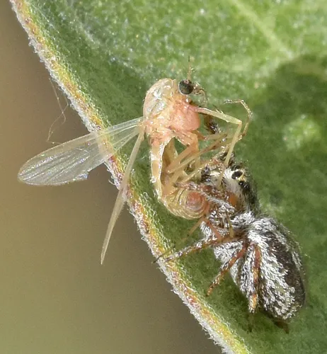 Pelegrina arizonensis - photo 4