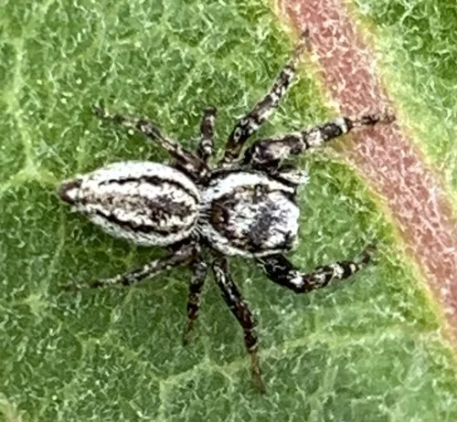 Pelegrina arizonensis - photo 5