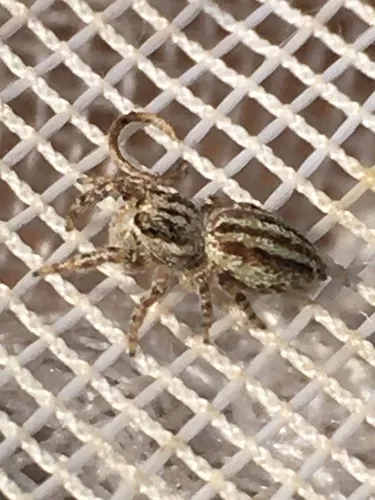 Pelegrina arizonensis - photo 6