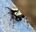 Pelegrina balia
