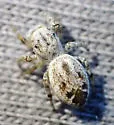Pelegrina clemata
