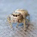 Pelegrina clemata - photo 4