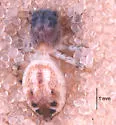 Pelegrina clemata - photo 5
