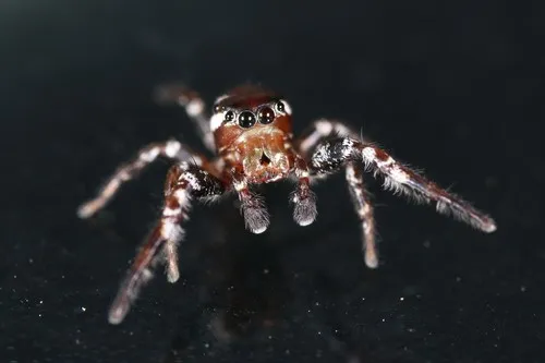 Pelegrina exigua