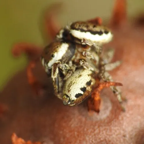 Pelegrina exigua - photo 2