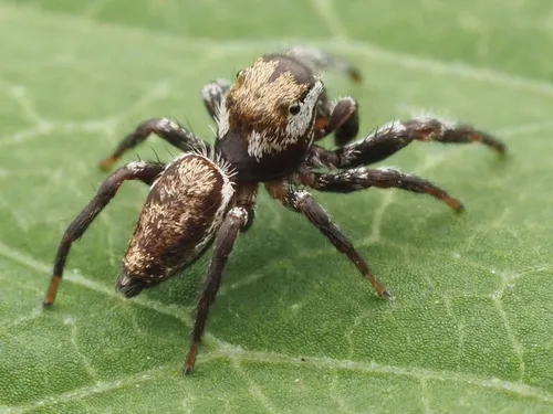 Pelegrina exigua - photo 3