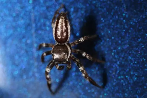 Pelegrina exigua - photo 4