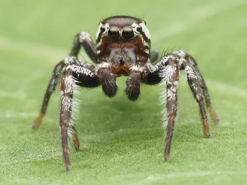 Pelegrina exigua - photo 6