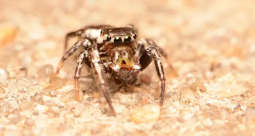 Pelegrina exigua - photo 7