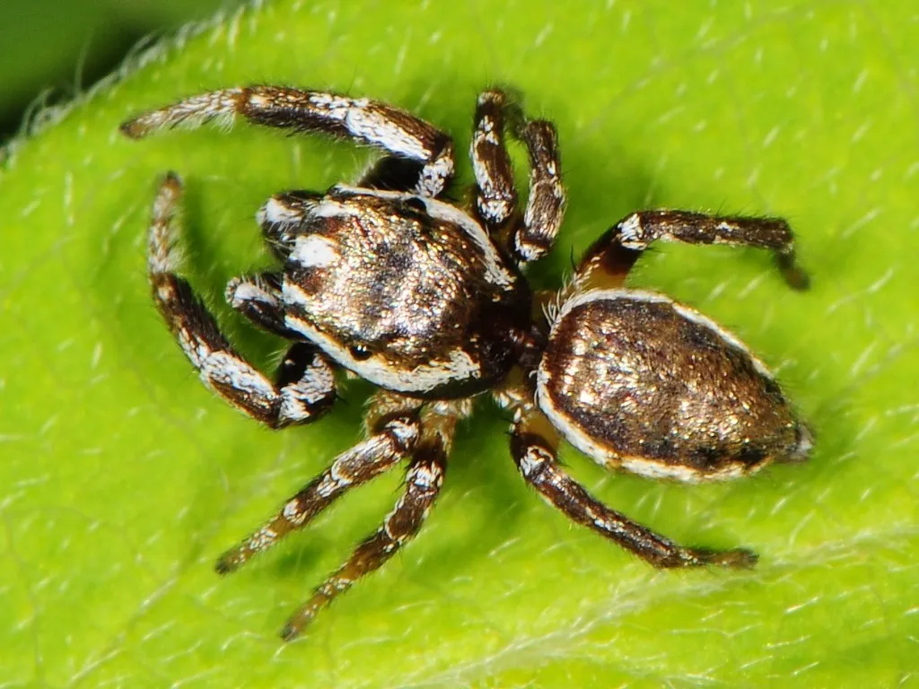 Pelegrina exigua - photo 8