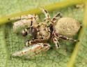 Pelegrina flaviceps