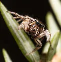 Pelegrina flaviceps - photo 2