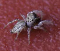 Pelegrina flaviceps - photo 4
