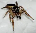 Pelegrina flavipedes - photo 4