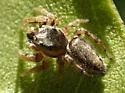 Pelegrina flavipedes - photo 5