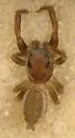 Pelegrina furcata