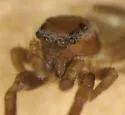 Pelegrina furcata - photo 2