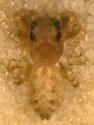 Pelegrina furcata - photo 3