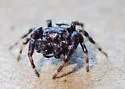 Pelegrina helenae - photo 2
