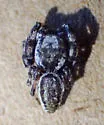 Pelegrina helenae - photo 3