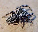 Pelegrina helenae - photo 4