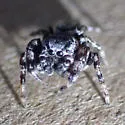 Pelegrina helenae - photo 5