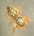 Pelegrina insignis
