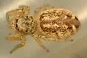 Pelegrina insignis - photo 2
