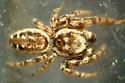 Pelegrina insignis - photo 4