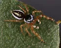 Pelegrina kastoni
