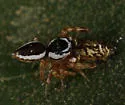 Pelegrina kastoni - photo 5