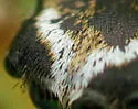 Pelegrina pervaga - photo 2
