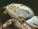 Pelegrina pervaga - photo 4