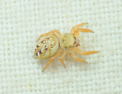 Pelegrina sabinema