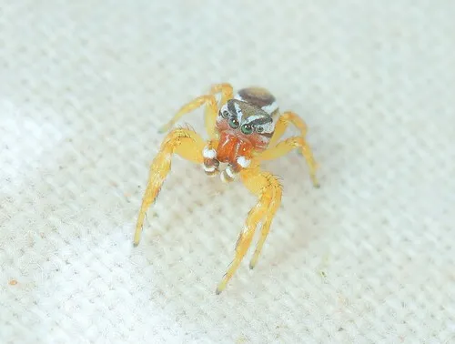 Pelegrina sabinema - photo 2